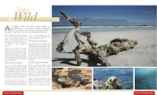 International Lifestyle Magazine: Into the Wild