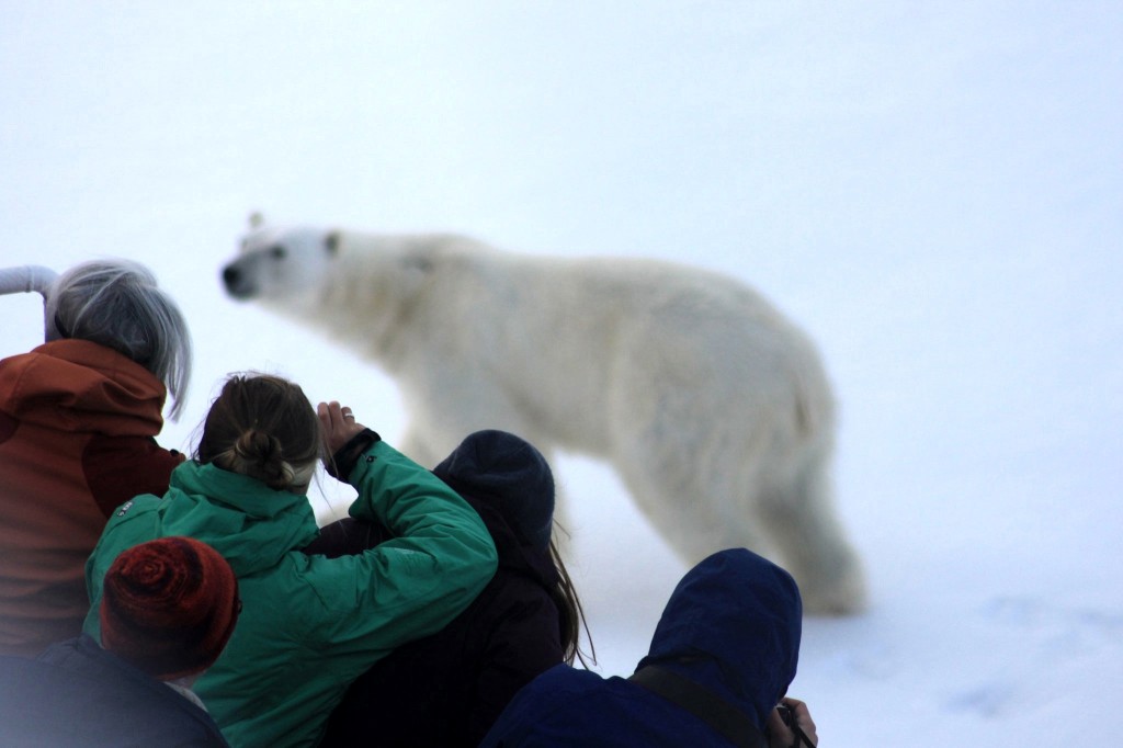 View of the polar bear from the ship