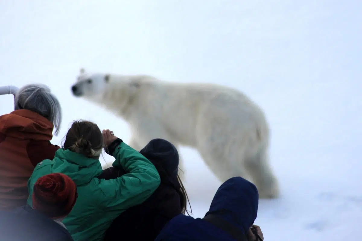 best winter experiences in europe - arctic svalbard polar bear