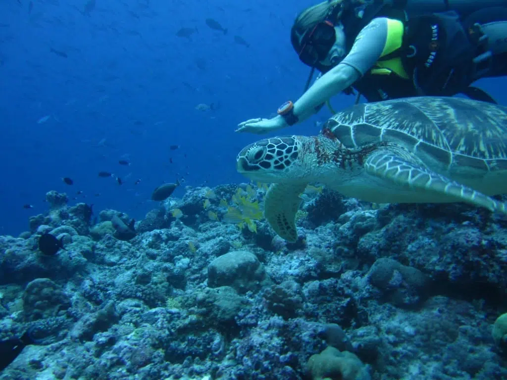 scuba diving in palau - best wildlife vacation