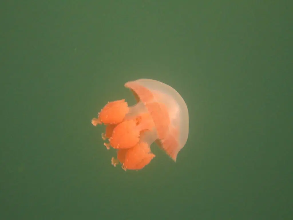 swimming jellyfish lake palau